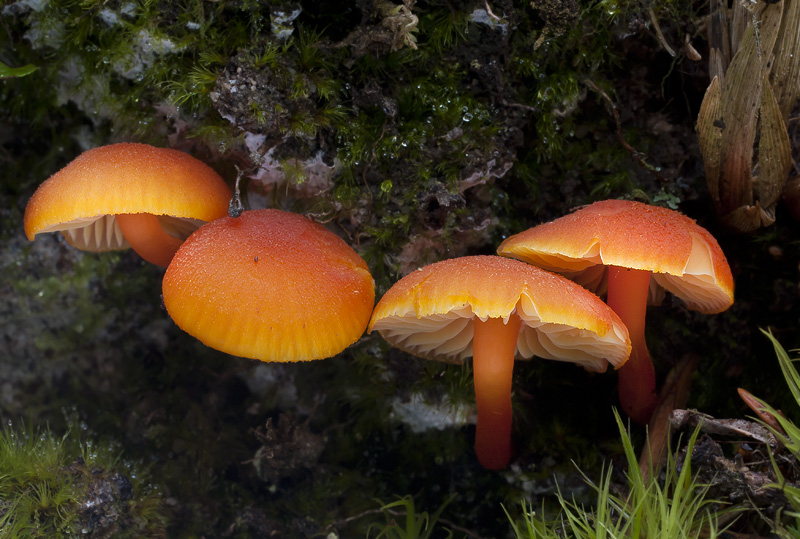 Hygrocybe miniata